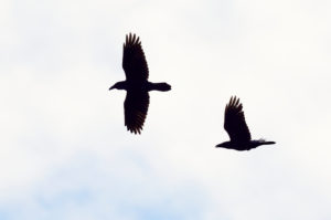 Common raven, Corvus corax, pair, courtship flight Common raven, Corvus corax, pair, courtship flight